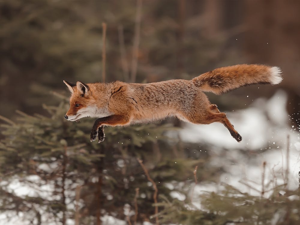 Mid Jump Red Fox