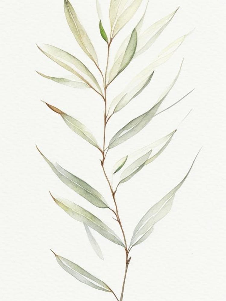 White Willow Leaf Minimalist Watercolour 2