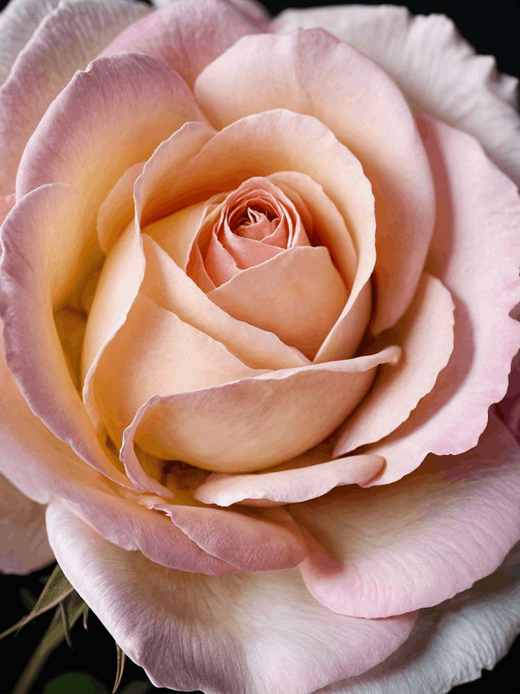 Pink Rose 1