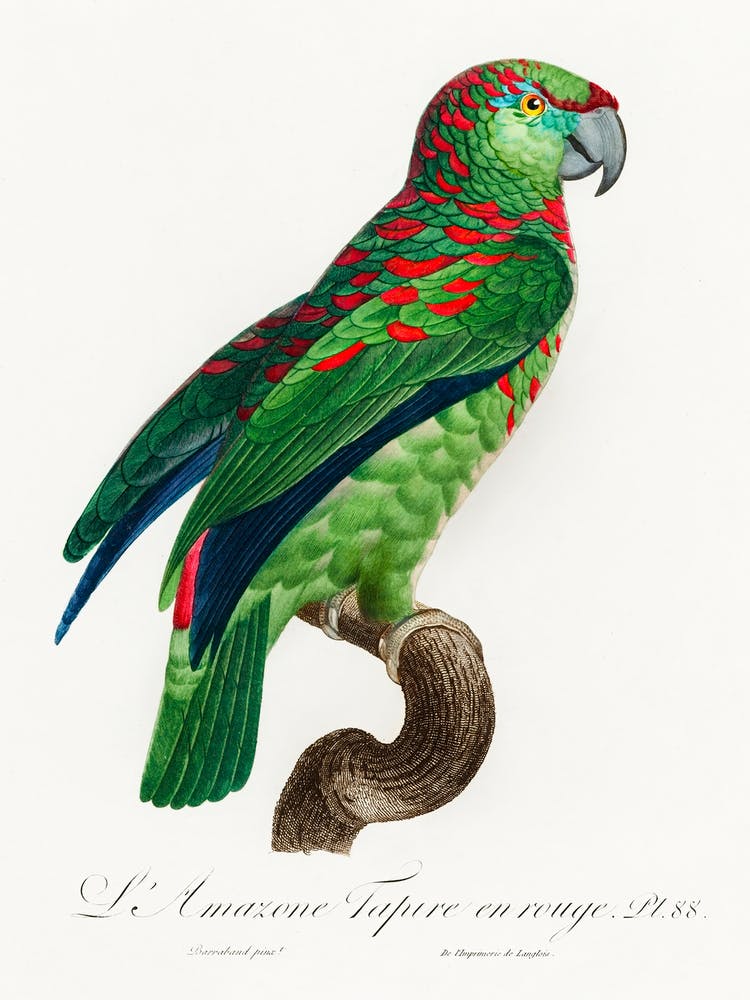 The Turquoise Fronted Amazon (Amazona Aestiva) From Natural History Of Parrots, Francois Levaillant