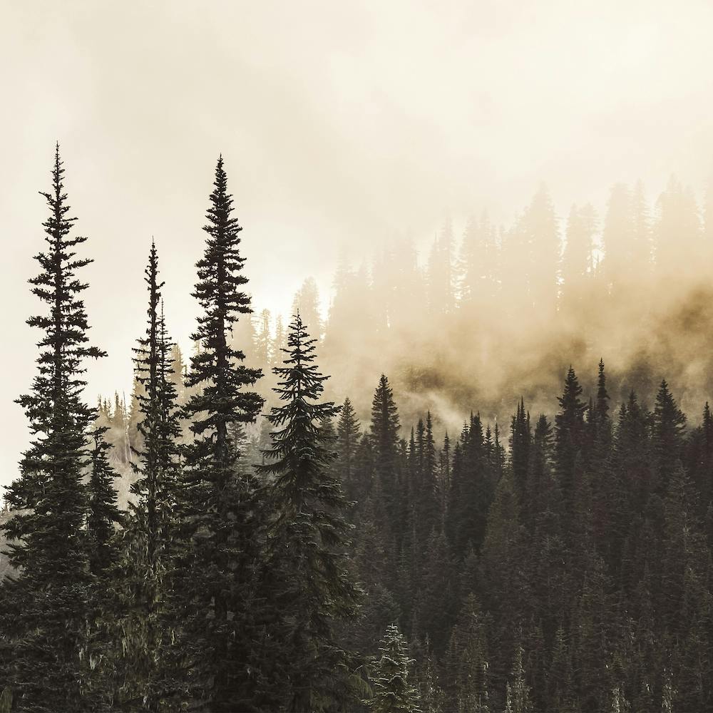 Forest Fire Smoke Square