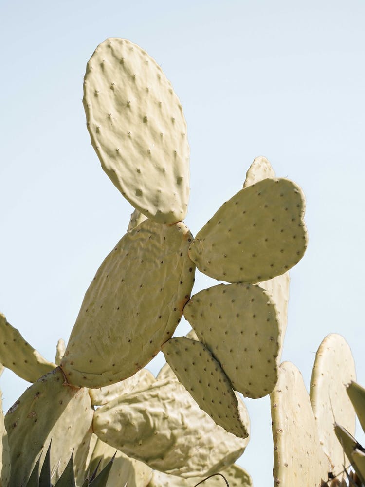 Cactus Plant On Blue