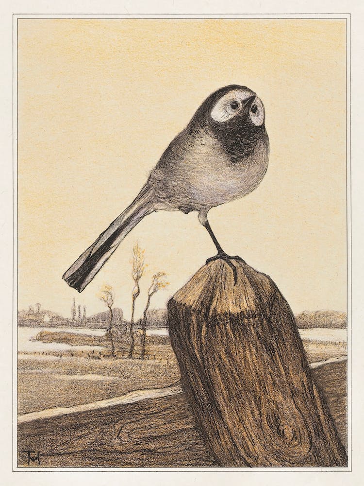 Wagtail On Pole, Theo Van Hoytema