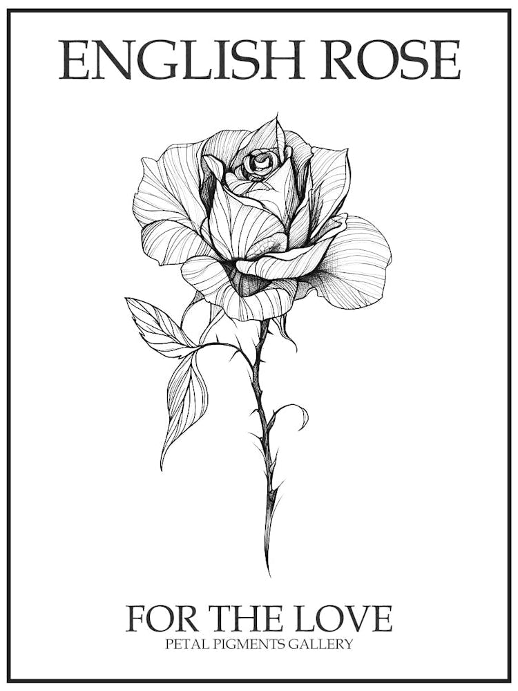English Rose Black And White Line Drawing 37 Poster