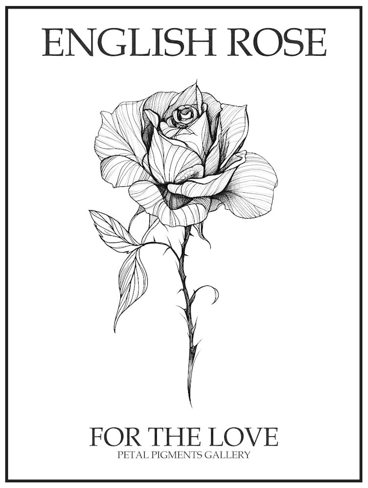 English Rose Black And White Line Drawing 37 Poster