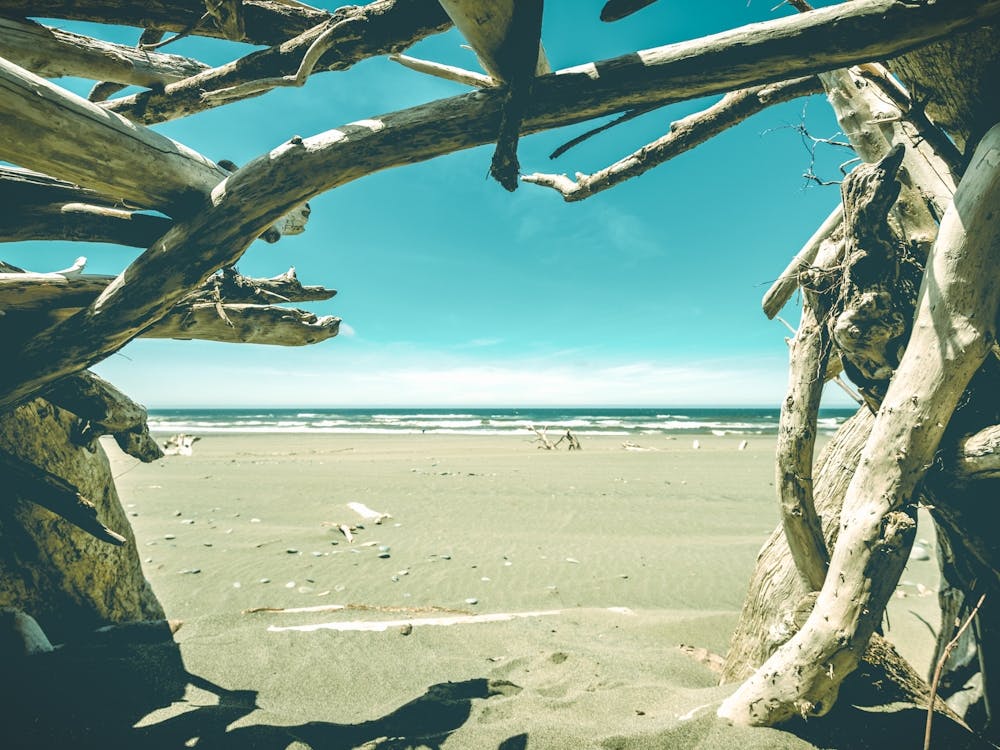 Driftwood Beach - Wanderlust Sea Landscape
