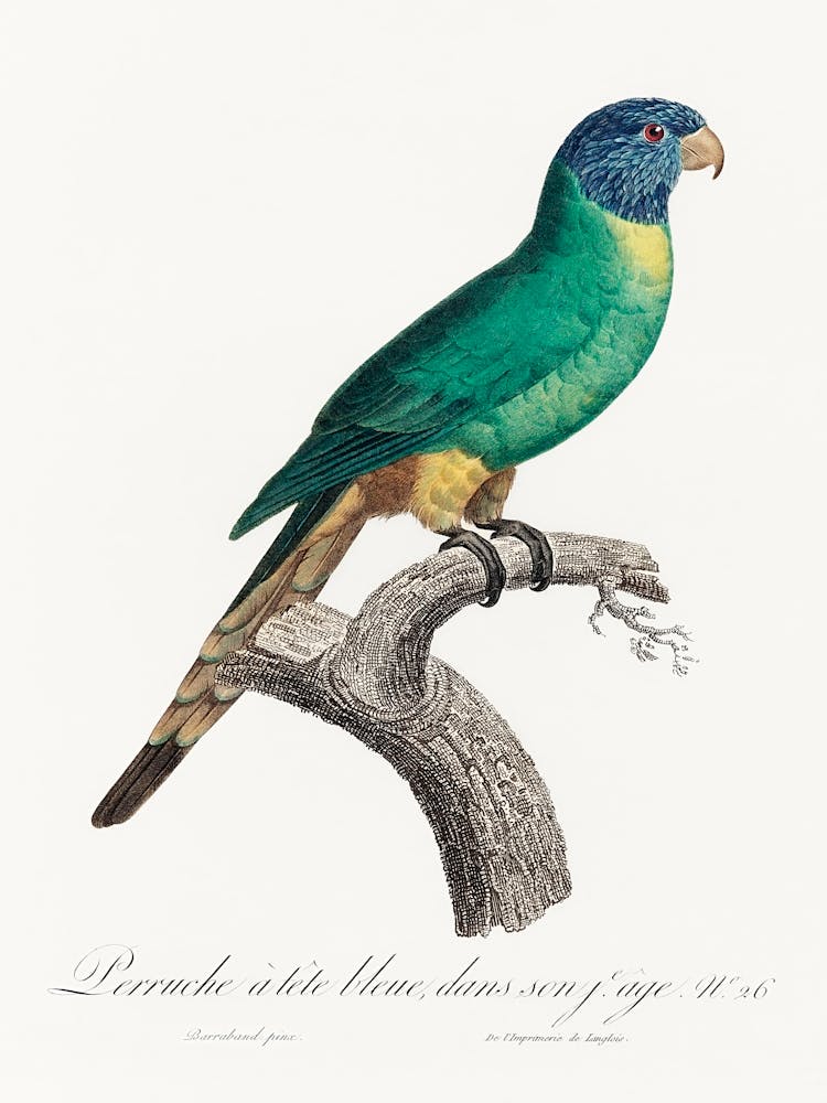 La perruche à tête bleue De l'Histoire Naturelle des Perroquets, Francois Levaillant