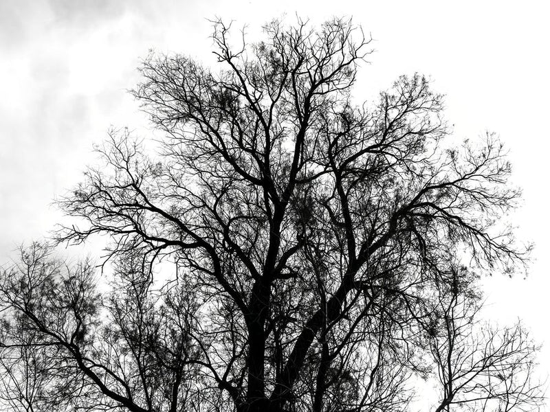 Silhouette Of Bare Tree Black And White