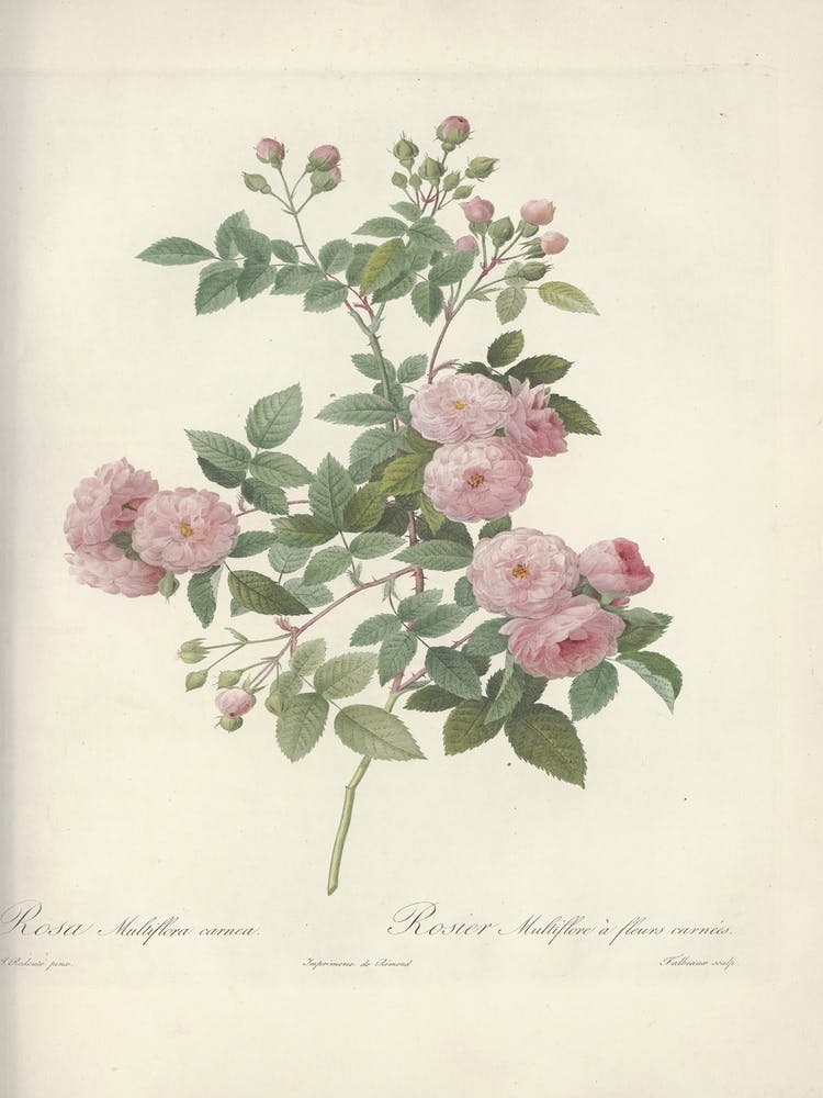 Rose Illustration, Pierre Joseph Redoute (30)
