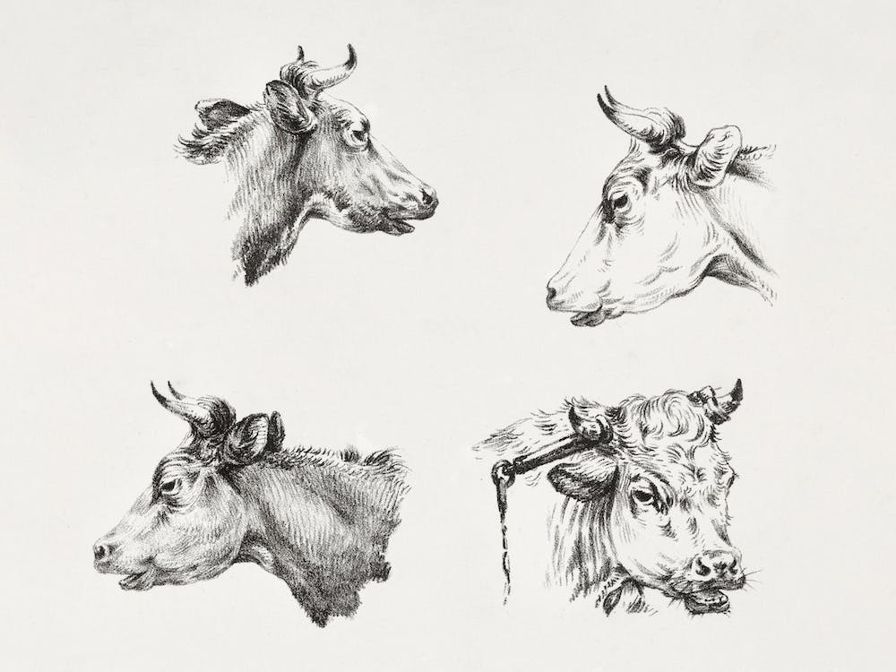 Four Bull Heads (1809 1833), Jean Bernard