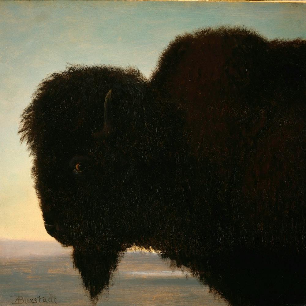 Albert Bierstadt Buffalo Head