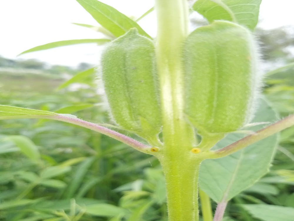 sesame fruit photography design