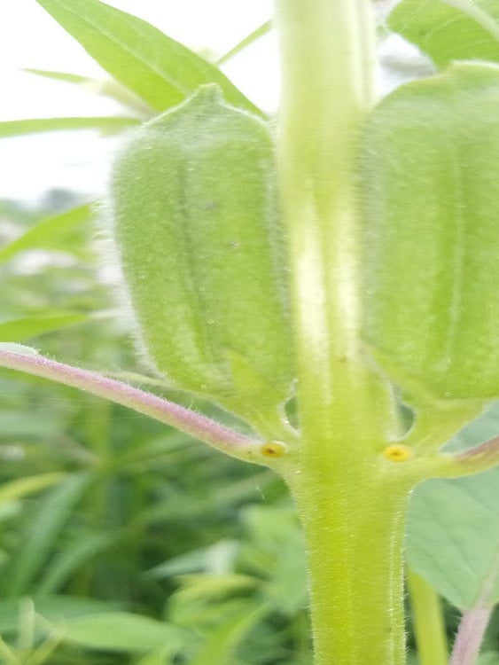 sesame fruit photography design