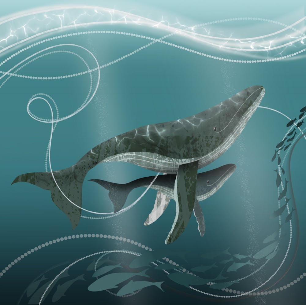 Humpback Whale Ocean Animal