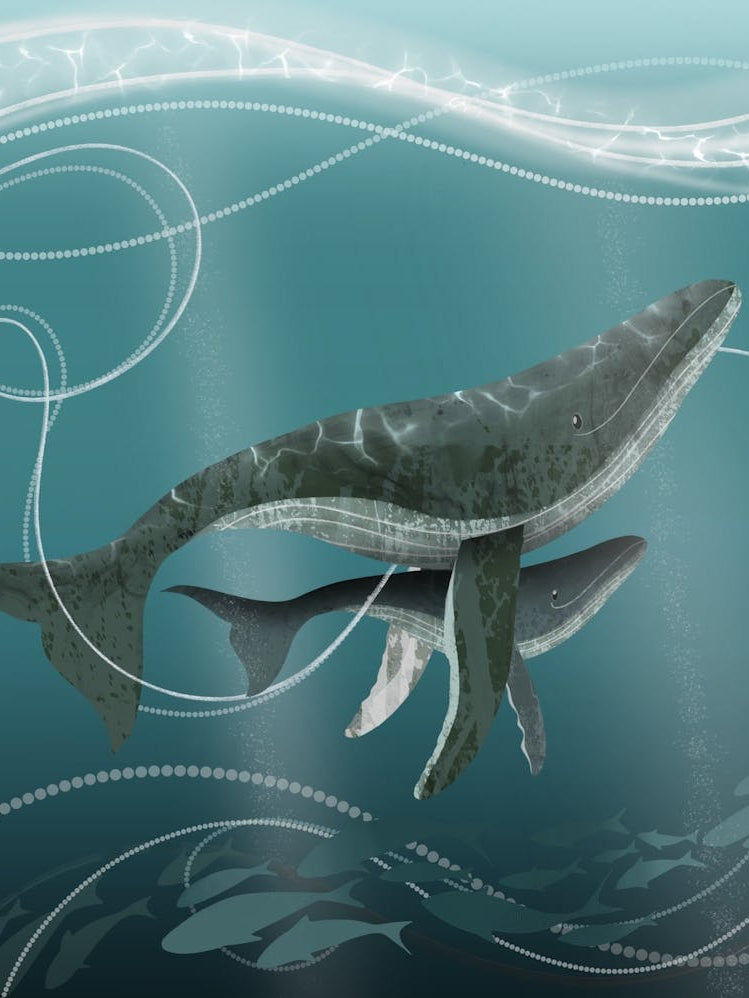 Humpback Whale Ocean Animal