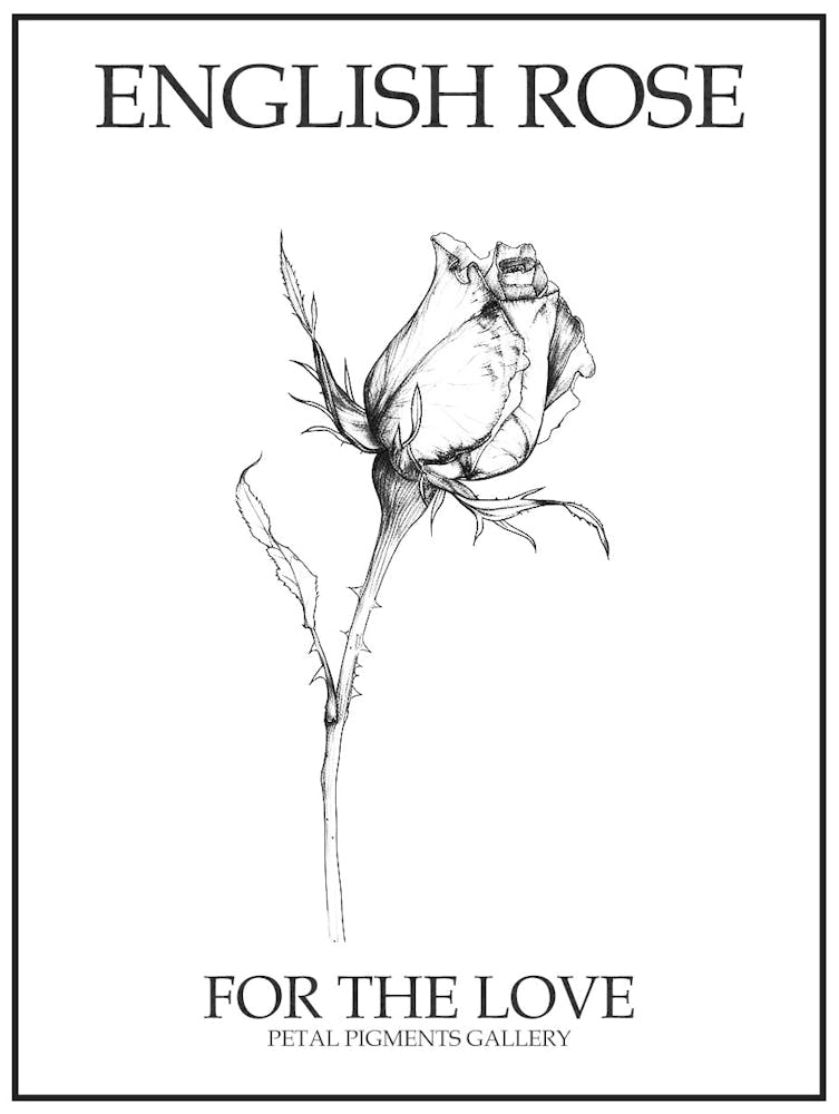 English Rose Black And White Line Drawing 6 Poster