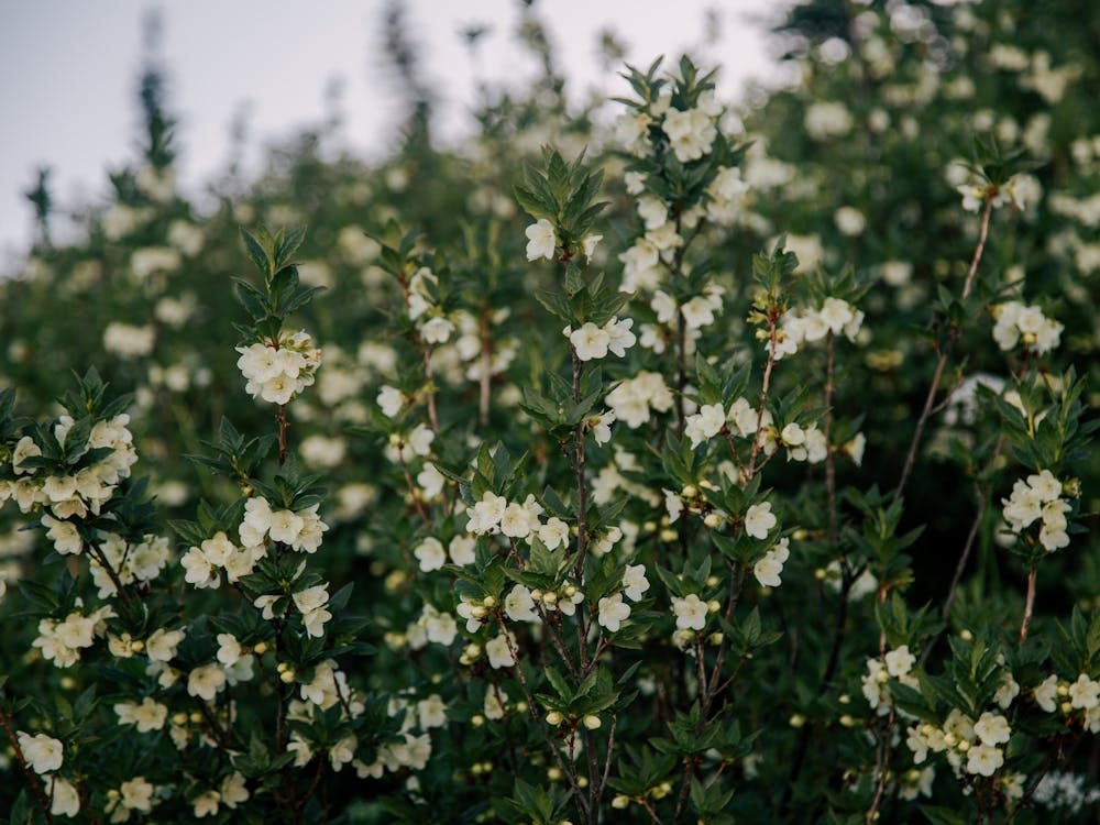 Rhododendron Albiflorum