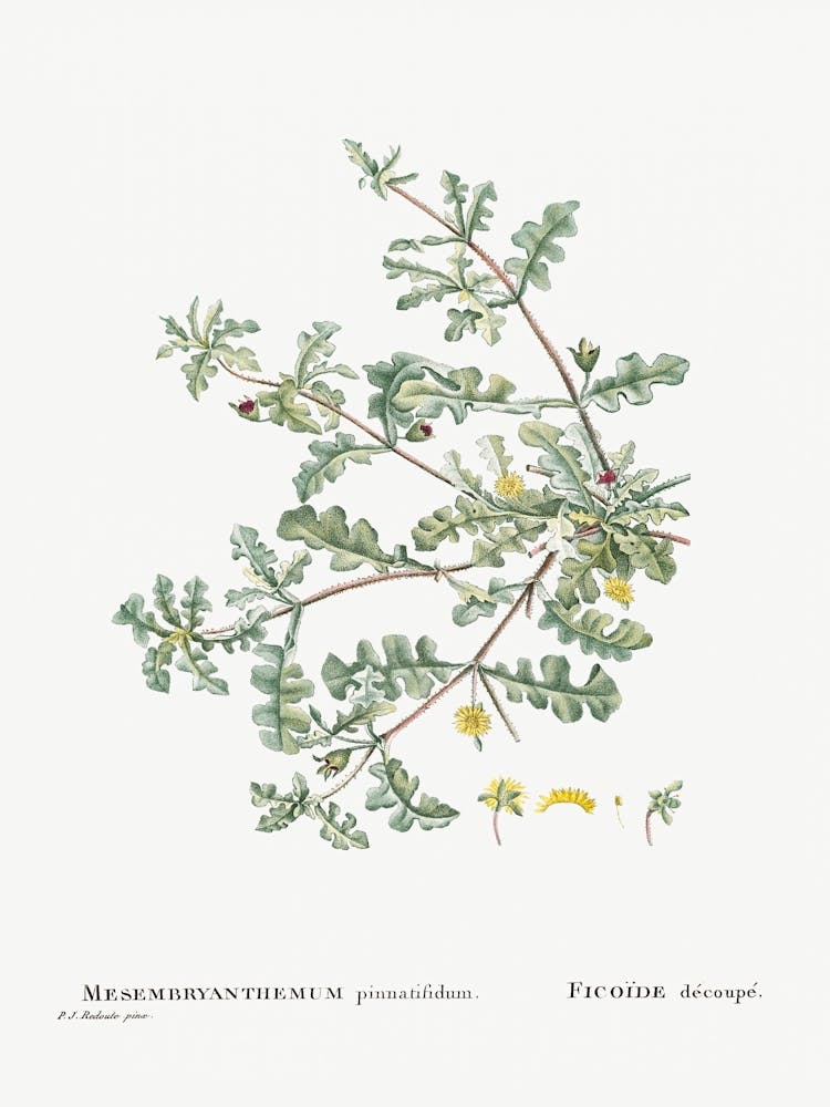 Mesembryanthemum Pinnatifidum, Pierre Joseph Redoute