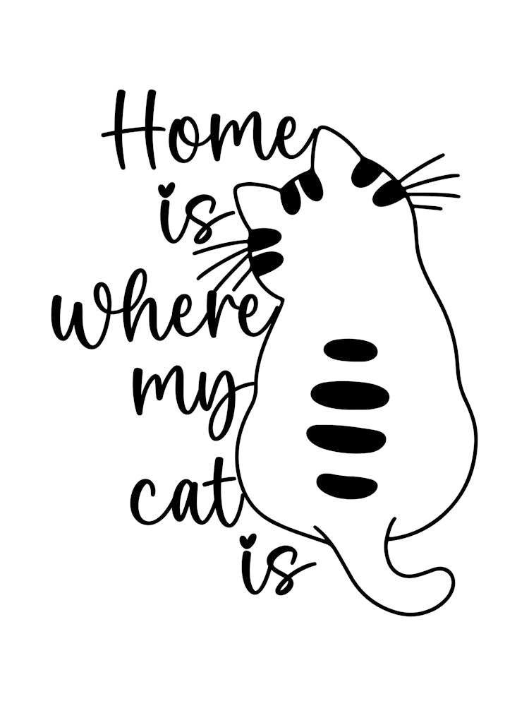 Home Is Where My Cat Is