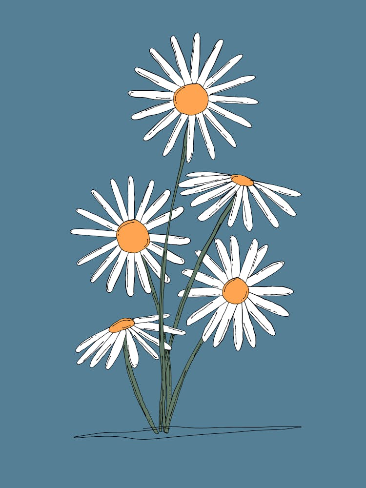 Gänseblümchen