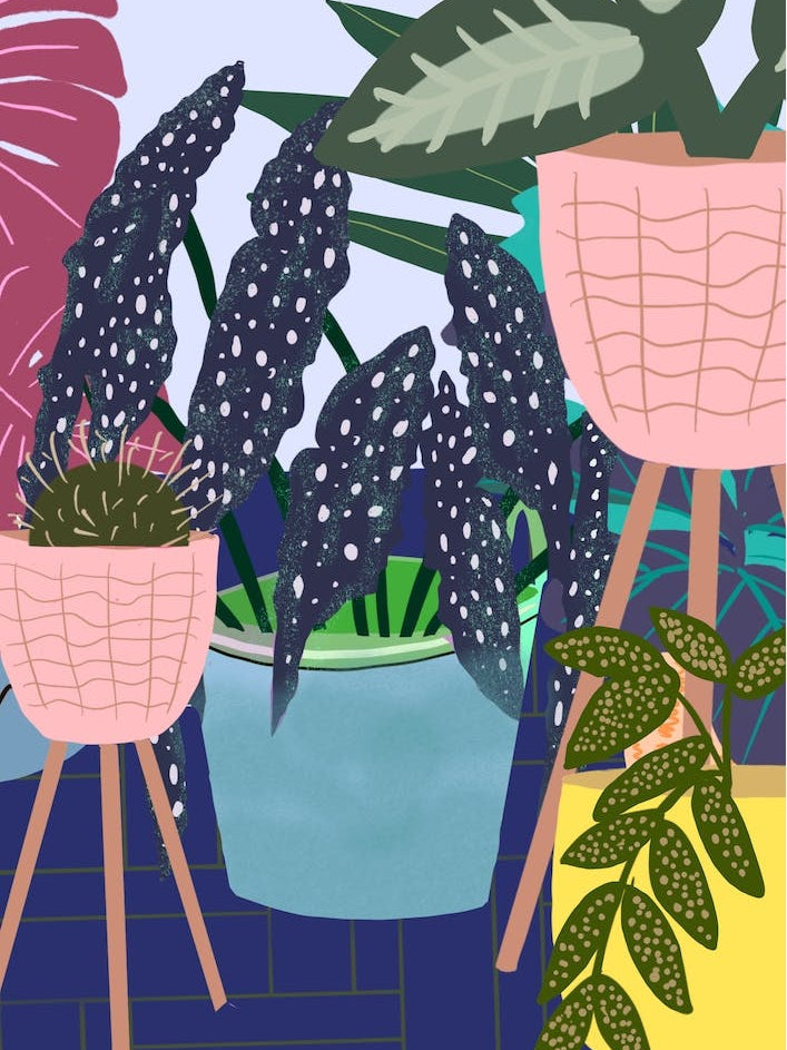 Botanical Pink Plant Pots