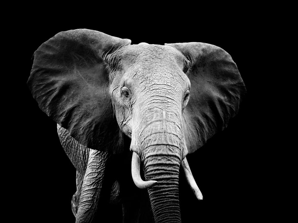 Elephant In Black And White