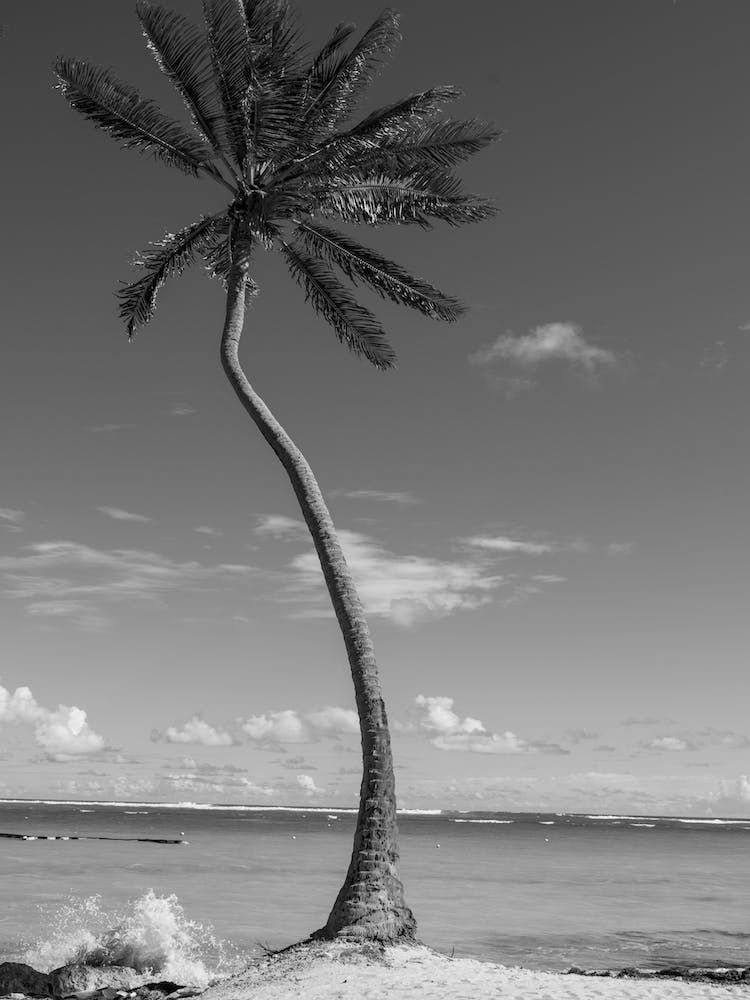 Palm Tree Splash