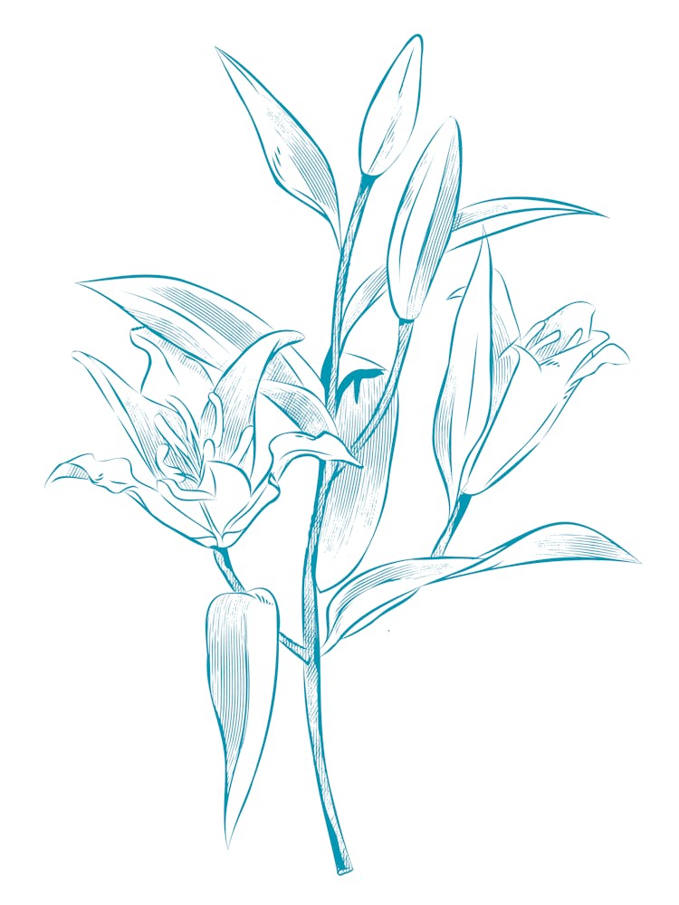 Lily Of The Valley 30