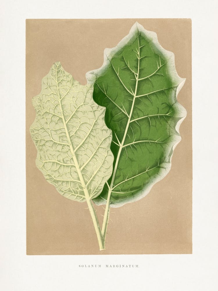 Vintage Botanical _2643237