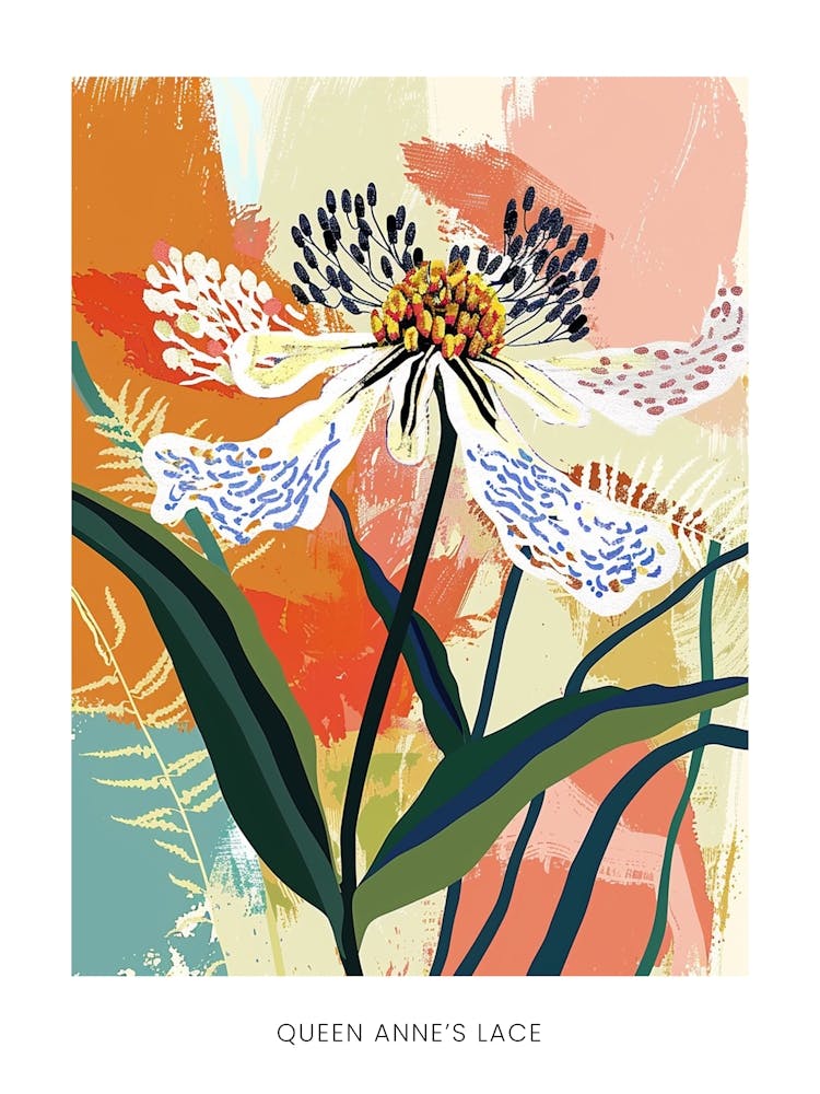 Colourful Flower Illustration Poster Queen Annes Lace 3