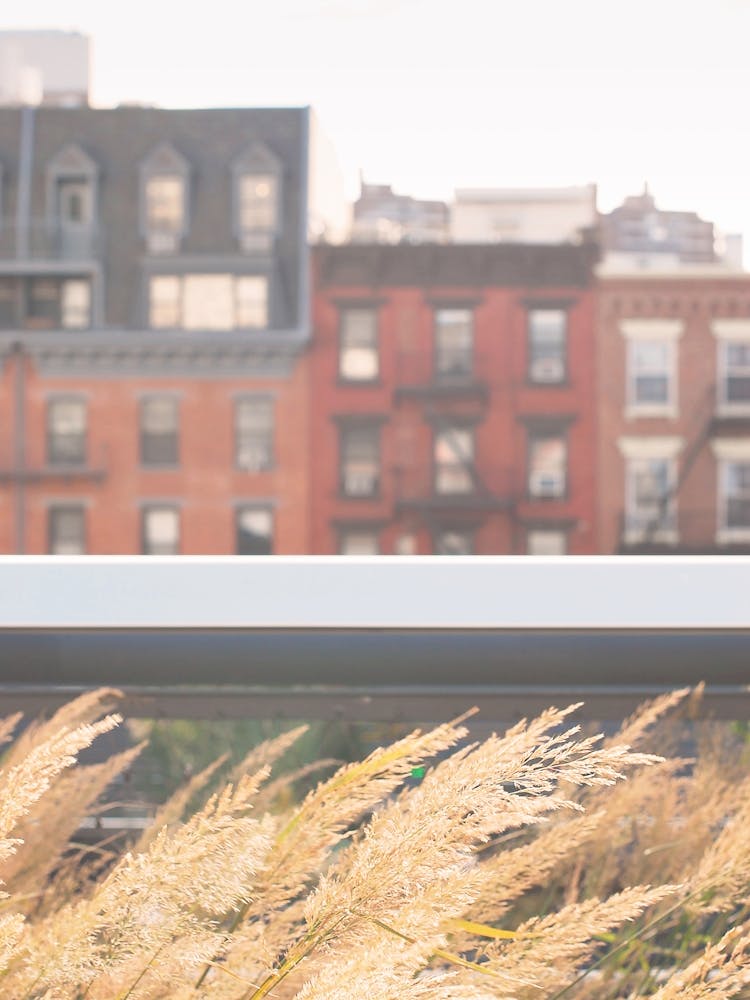 New York, USA I Nature on the High Line skyline boho bohemian, savage pampa grass with gold aesthetic photography in the city wind in front of New Yorker lofts with retro vintage brick architecture from a film