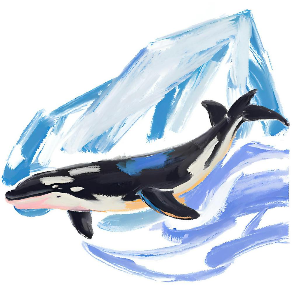 Orca Whale 01