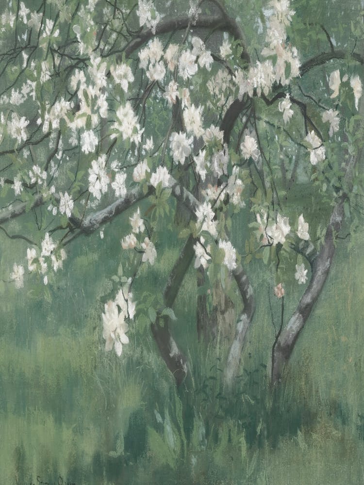 Apple Blossoms