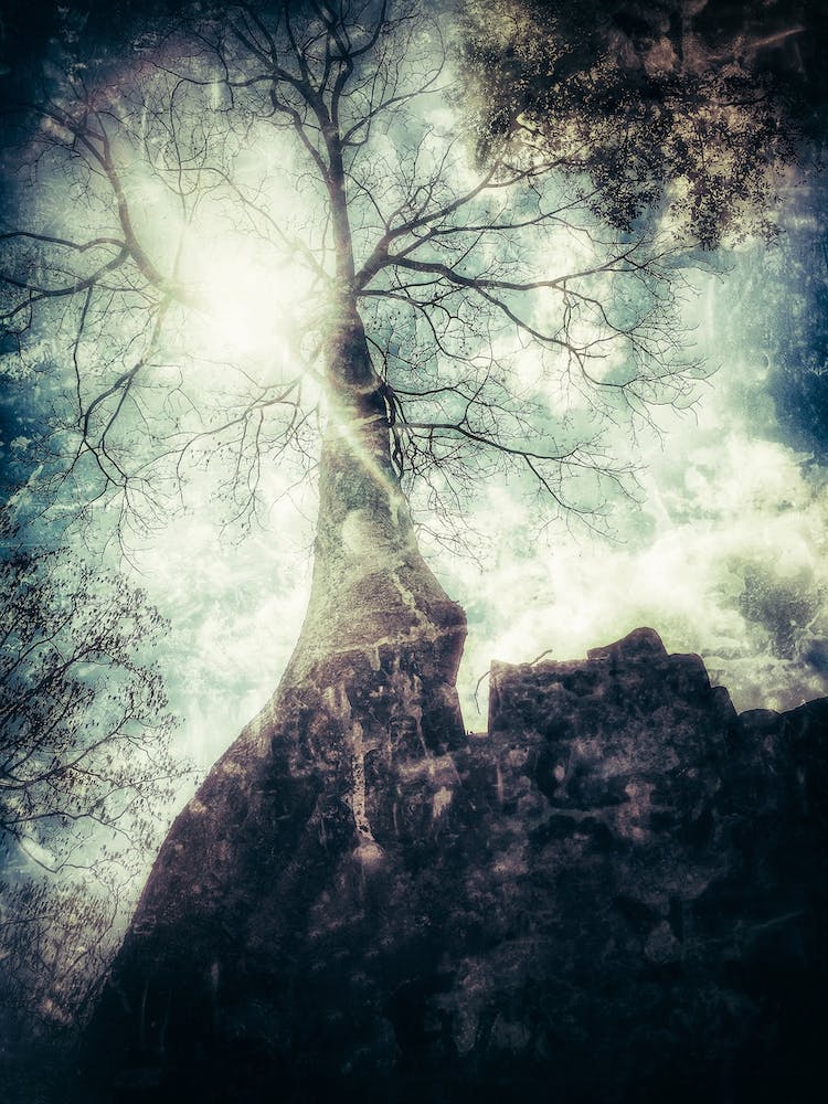 A Tree Of Ta Prohm