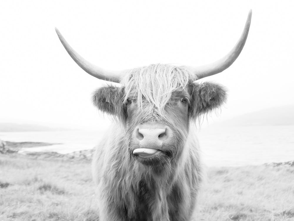 Silly Highland Cow