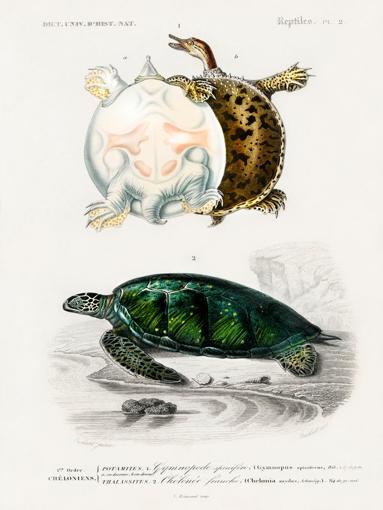 Green Sea Turtle (Chelonia Mydus) And Spiny Softshell Turtle (Gymnopus Spiniferus), Charles Dessalines D' Orbigny