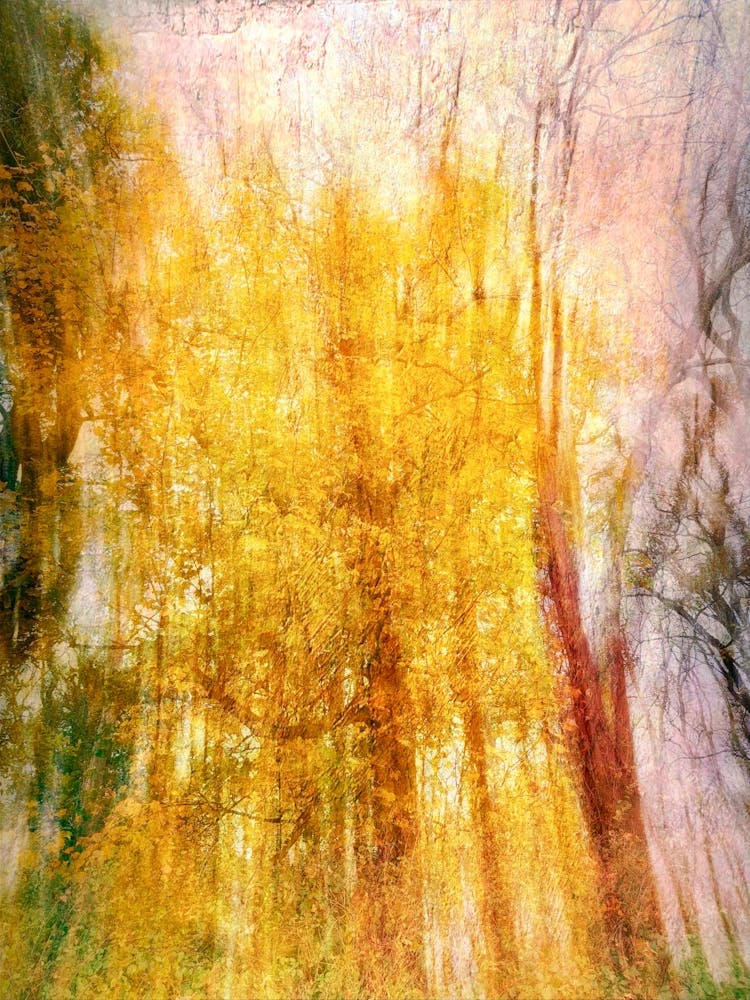 Autumnal Abstract
