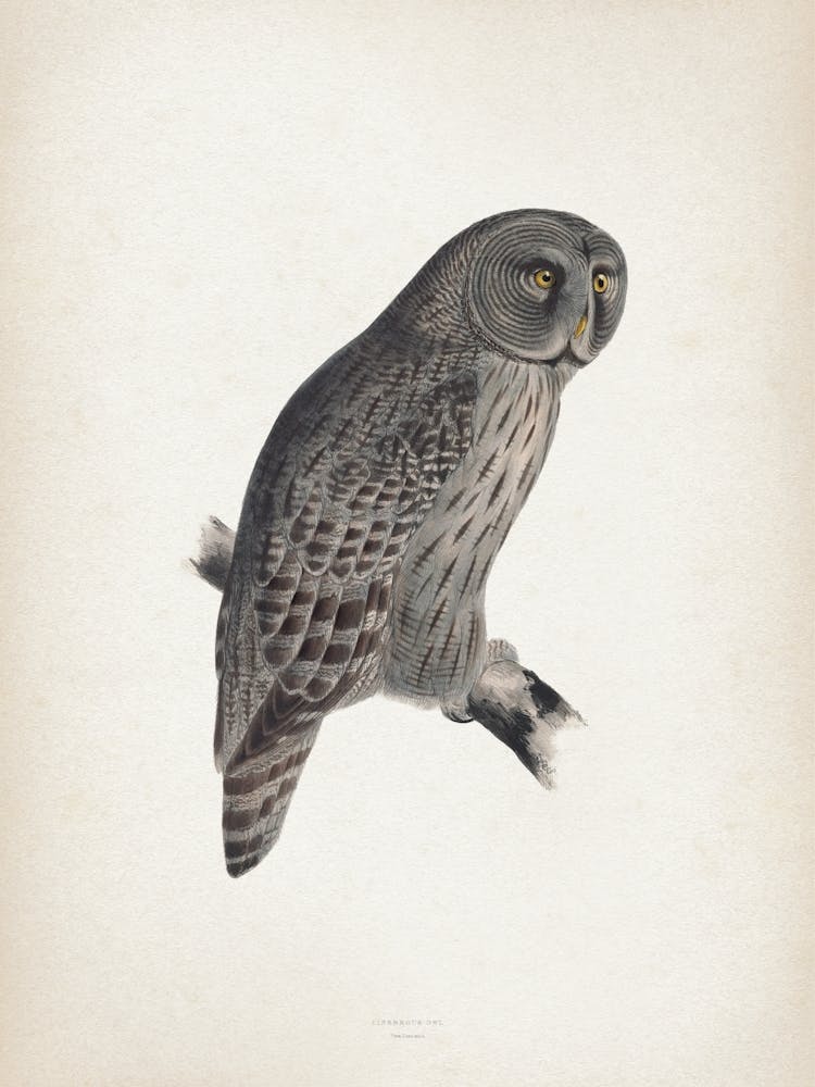 Vintage Lear 2 Cinereous Owl