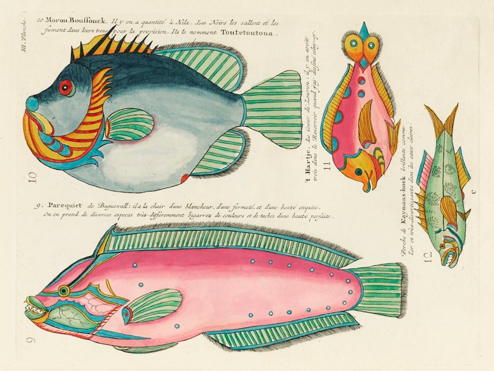 Colourful And Surreal Illustrations Of Fishes Found In Moluccas (Indonesia) And The East Indies, Louis Renard(89)