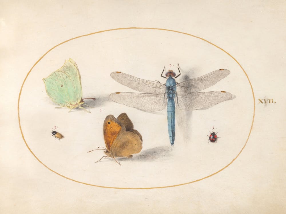 Two Butterflies, A Dragonfly, And Two Small Insects (C