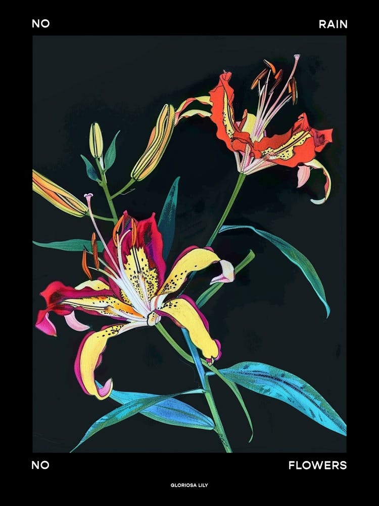 No Rain No Flowers Poster Gloriosa Lily 4