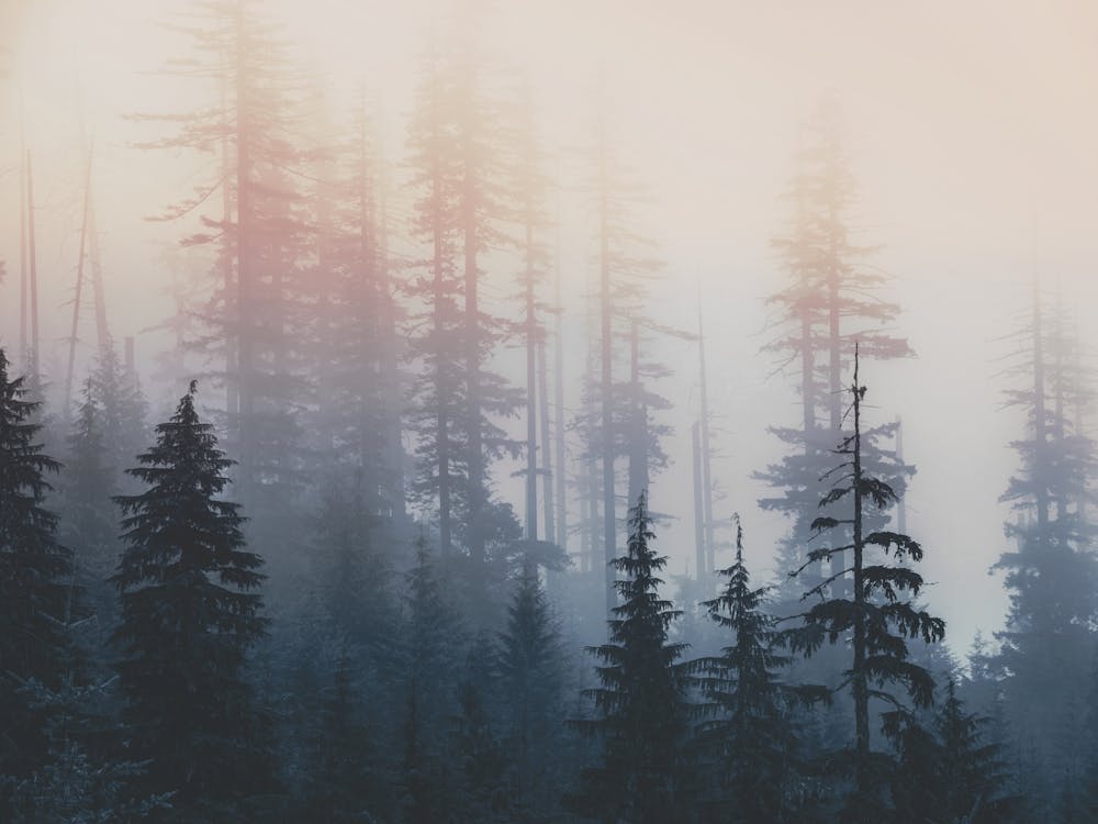 Pacific Northwest Forest Pastel Wanderlust