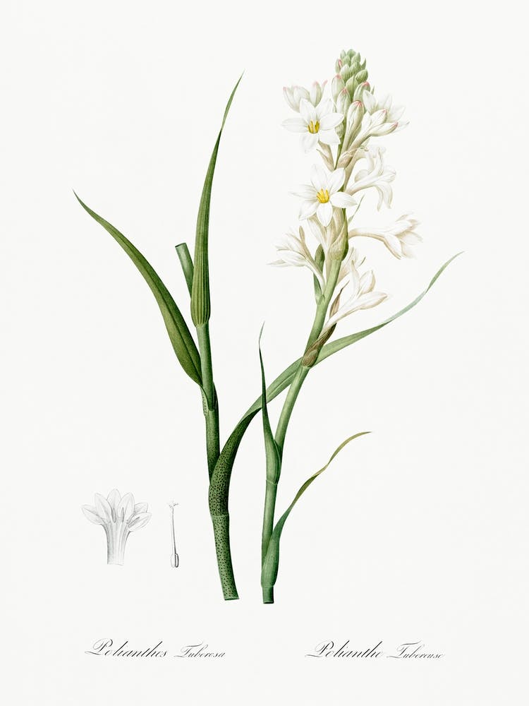 Polianthes Tuberosa, Pierre Joseph Redoute