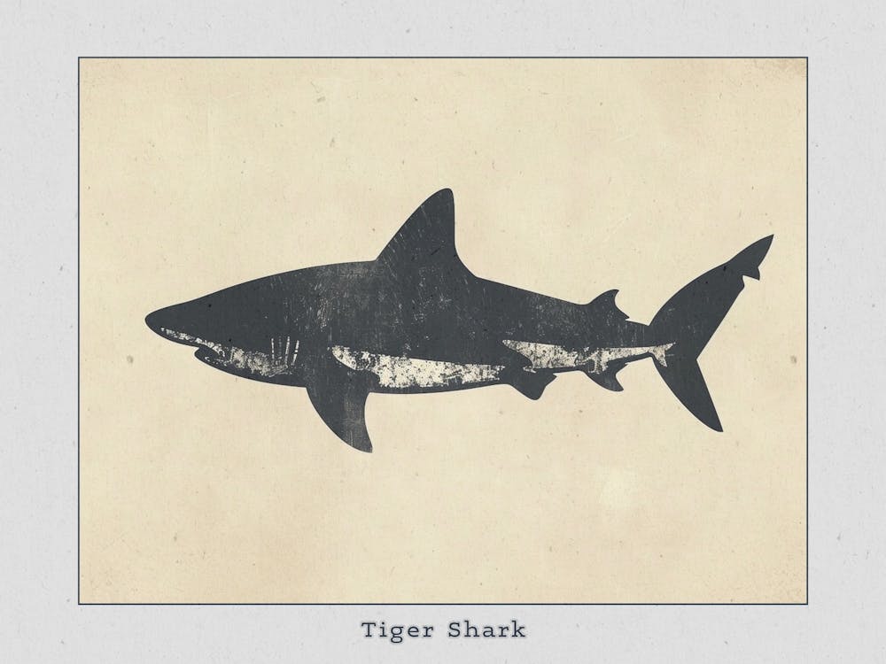 Tiger Shark Grey Silhouette 7 Poster