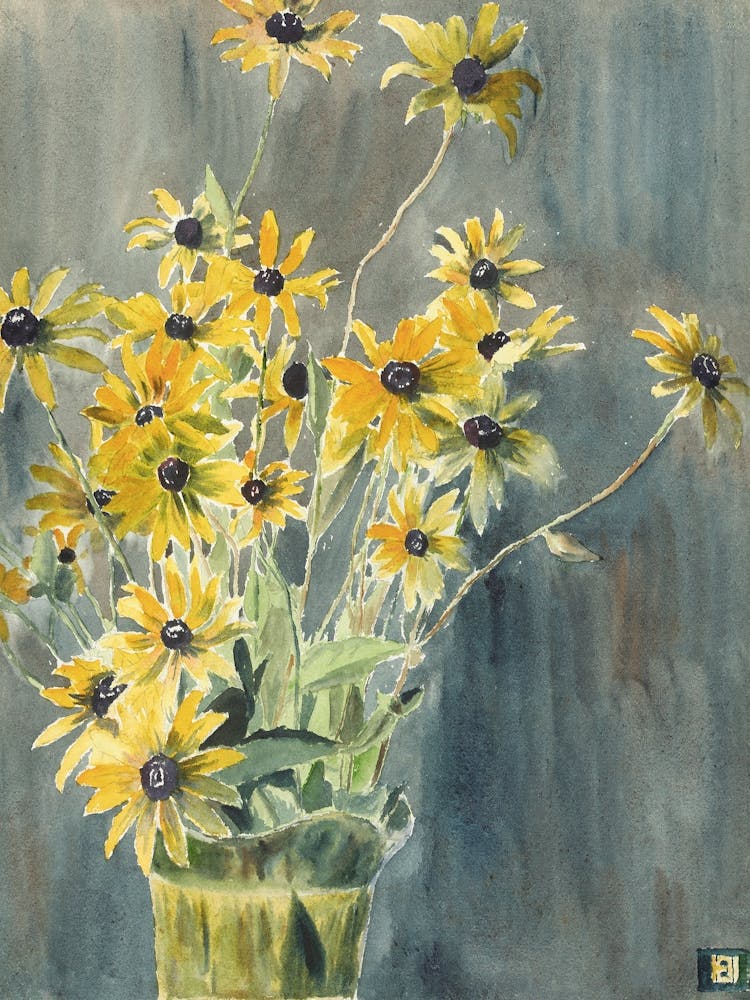 Black Eyed Susan