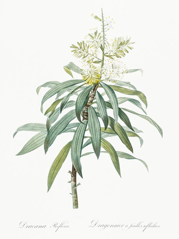 Pleomele, Pierre Joseph Redoute