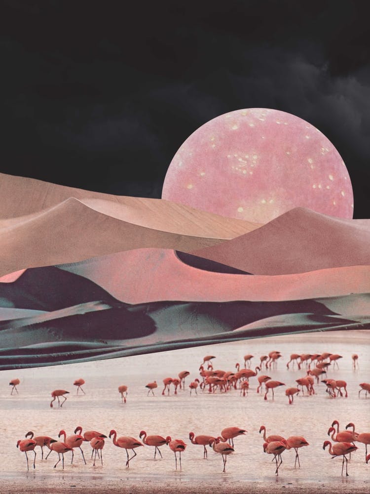 Flamoongos Black & Pink