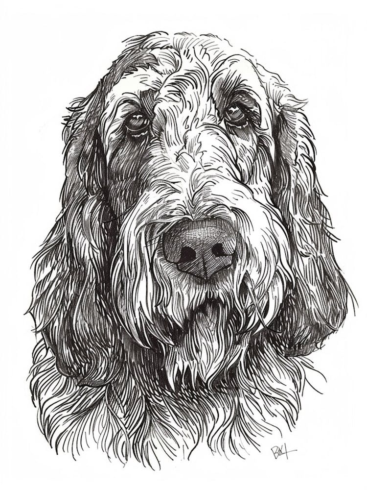 Long Haired Dog Black & White Line Sketch