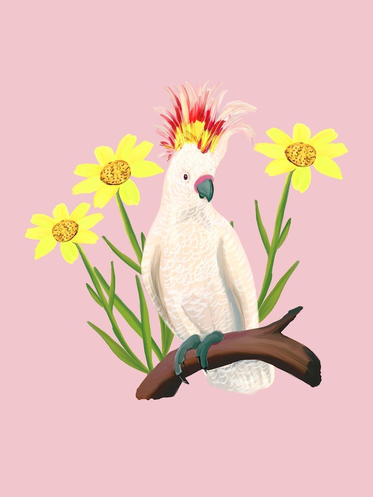 Major Mitchells Cockatoo Pink