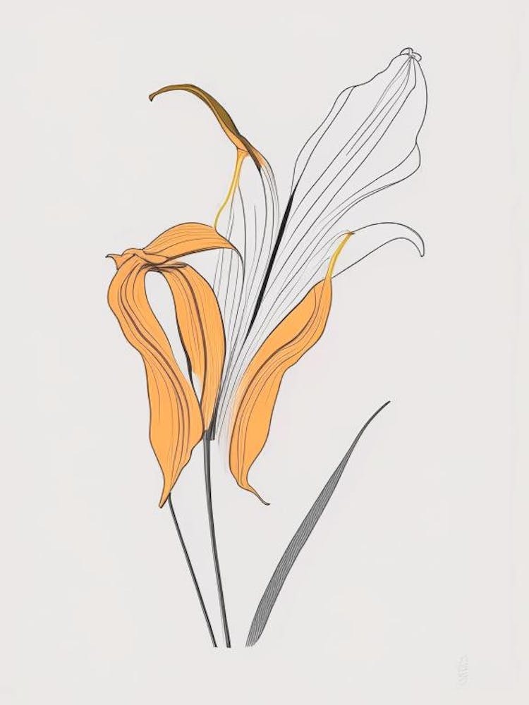 Tiger Lily Floral Minimal Line Drawing 3 Flower